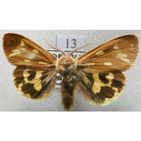 Arctia aulica (Linnaeus, 1758) male Czech13